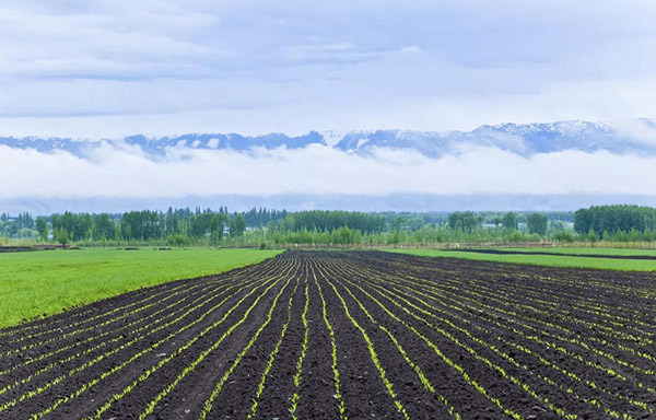 实施品牌战略，引领黑土地农产品高质量发展