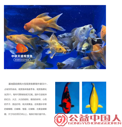 世界观赏鱼看中国 中国观赏鱼看河南——中联天盛河南文旅奋力打造河南“水下粮仓”(图3) 世界观赏鱼看中国 中国观赏鱼看河南——中联天盛河南文旅奋力打造河南“水下粮仓”(图3)