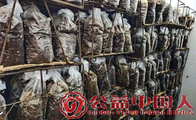 安图县永庆乡:“龙蛋”生金 山芋头拓宽富民路(图1) 安图县永庆乡:“龙蛋”生金 山芋头拓宽富民路(图1)