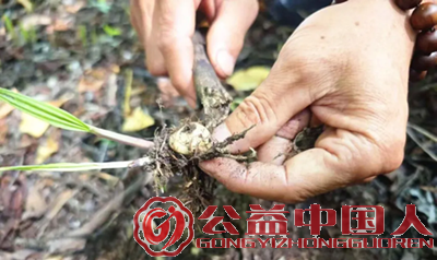 安图县永庆乡:“龙蛋”生金 山芋头拓宽富民路(图3) 安图县永庆乡:“龙蛋”生金 山芋头拓宽富民路(图3)