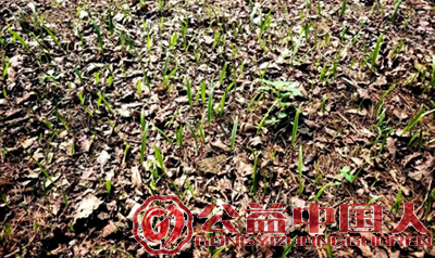 安图县永庆乡:“龙蛋”生金 山芋头拓宽富民路(图4) 安图县永庆乡:“龙蛋”生金 山芋头拓宽富民路(图4)